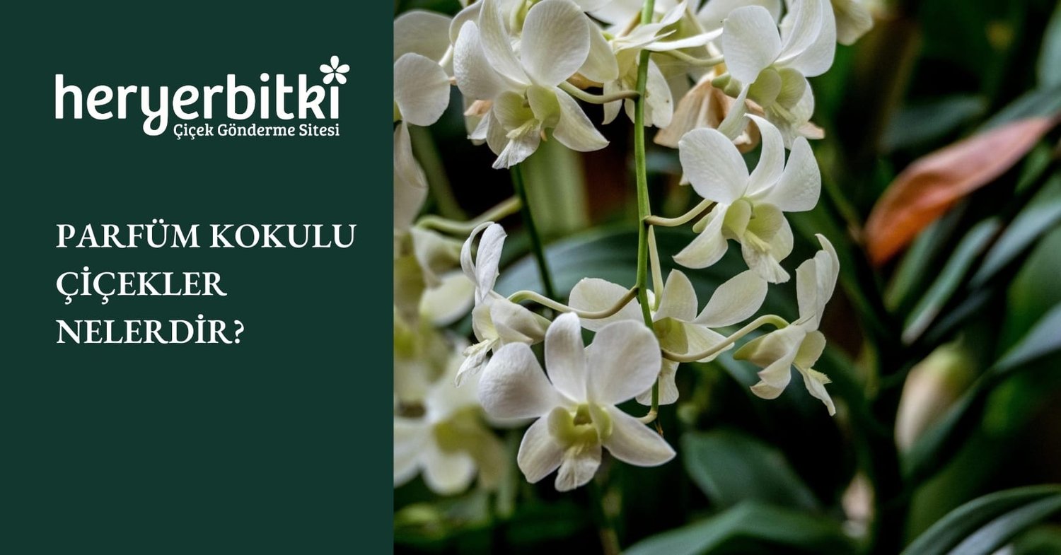 PARFÜM KOKULU ÇİÇEKLER NELERDİR?