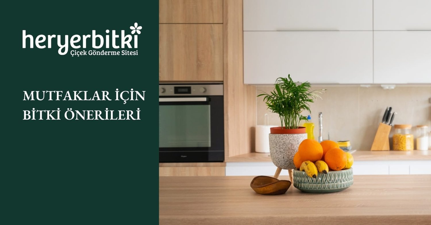 MUTFAKLAR İÇİN BİTKİ ÖNERİLERİ