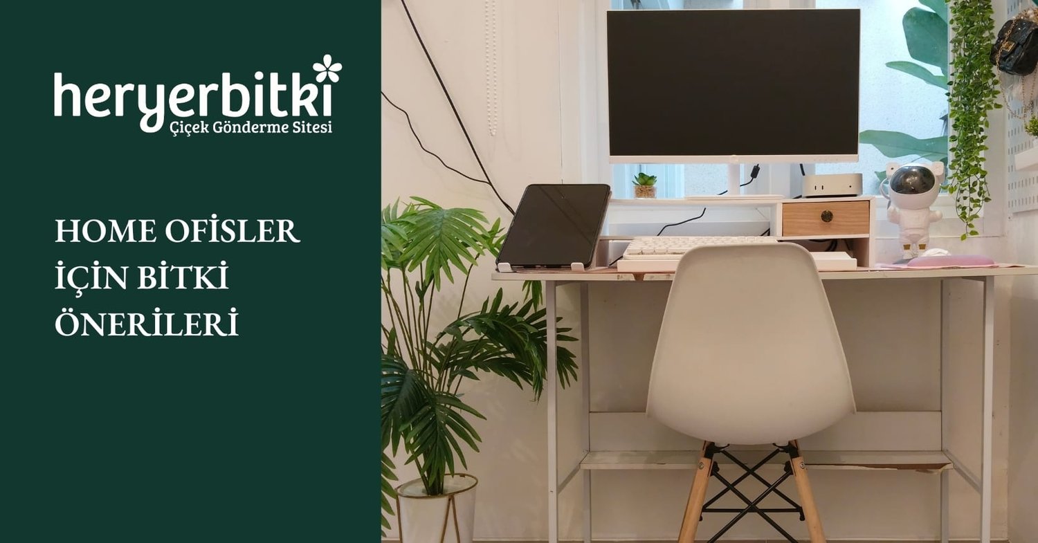 HOME OFİSLER İÇİN BİTKİ ÖNERİLERİ
