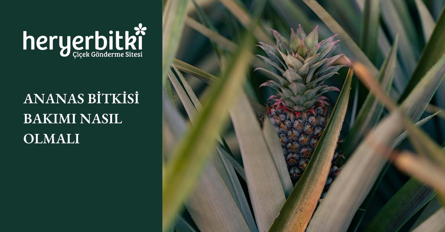 ANANAS BİTKİSİ BAKIMI NASIL OLMALI