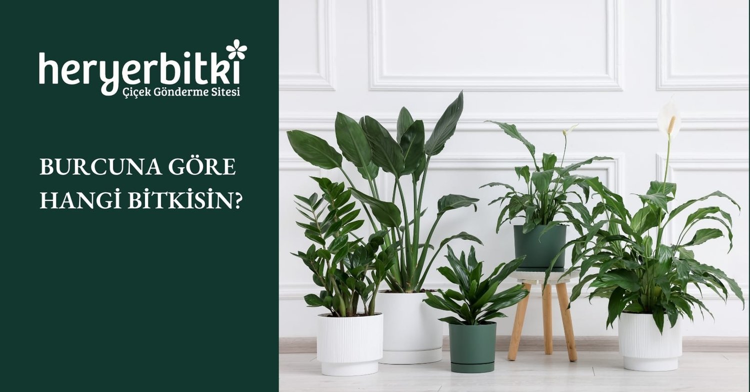 BURCUNA GÖRE HANGİ BİTKİSİN?