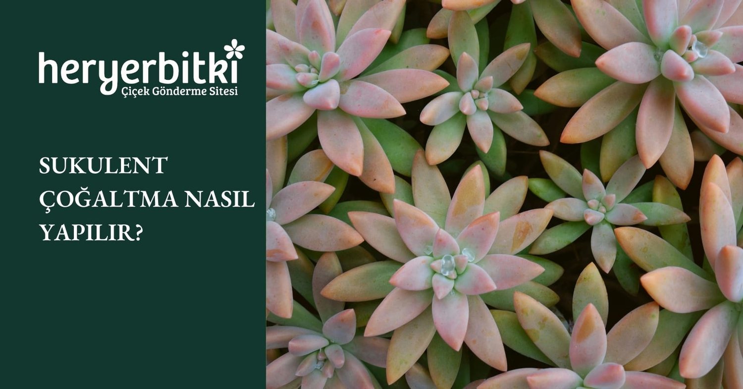 SUKULENT ÇOĞALTMA NASIL YAPILIR?