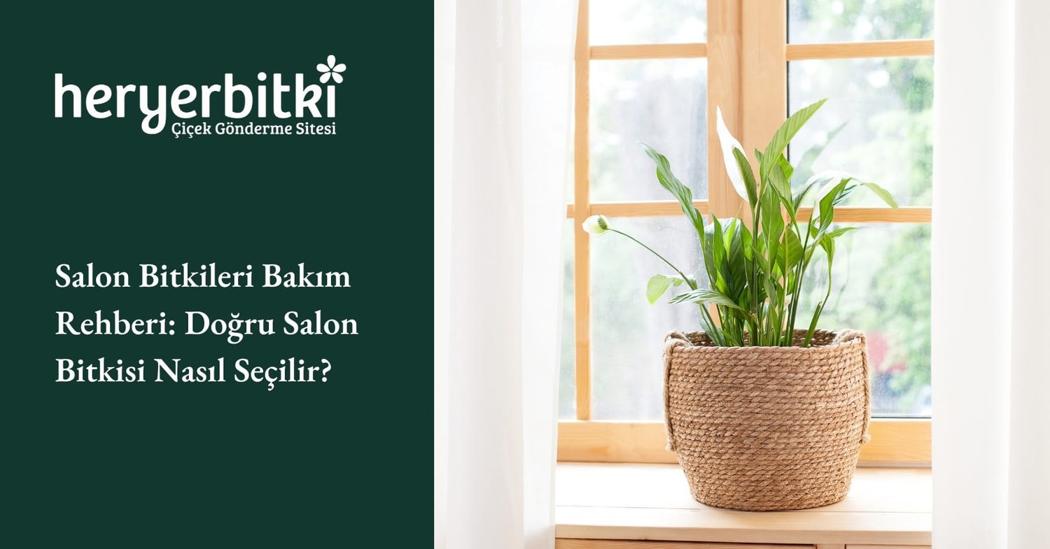 Evinize Ferahlık Katacak 15 Bitki ve Bakımları